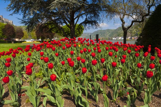 Many red tulips in the park on the Rhine in St. Goar