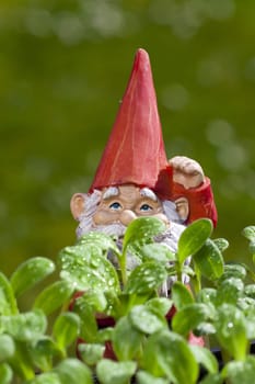Garden gnome stands in the garden behind Borretsch