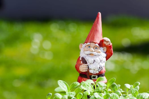 Garden gnome in the herb garden with text space