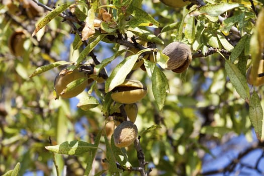 Mature almond fruits on the tree