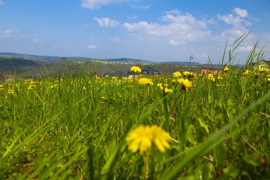 View into the valley over a dandelion meadow in summer