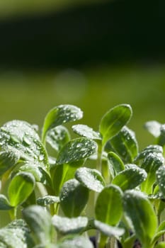 Seedlings of the Borretsch herb plant in the garte