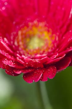 Water pots on a gerbera flower in the garden