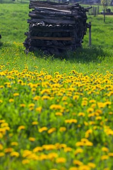 Meadow of dandelion with firewood in the background