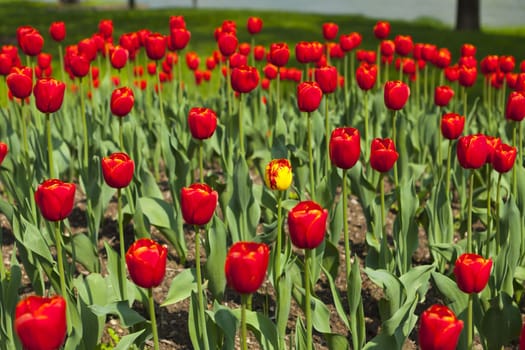 View over a beautiful tulip bed