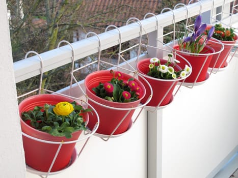 Early bloomers on the balcony
