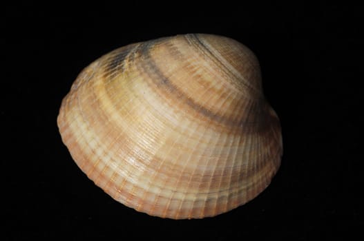 Textured Limestone Sea Shell on a Black Background