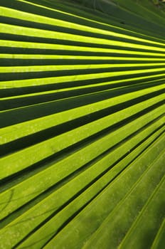 Lines and Textures of a Green Palm Leaf