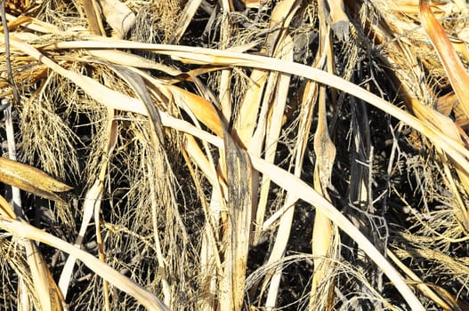 The Brown Dry Grass Herb Texture in Autumn