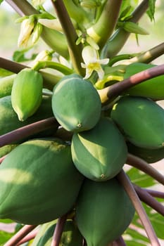 Papaya tree,fruit with flowering in portrait format