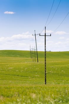 old power line and telephone poll,standing in row in green spring field,visible sky.