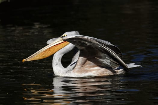 Pelican