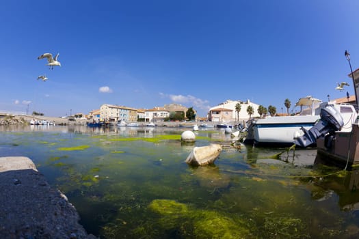 Fisheye shot of the fishing port in Gruissan with boats, palm trees and seagulls in the air