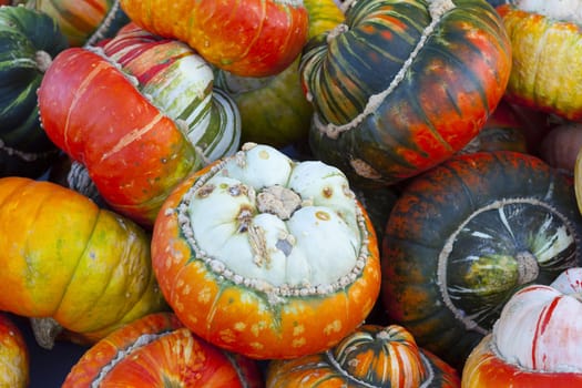Close-up of many different acorn squash
