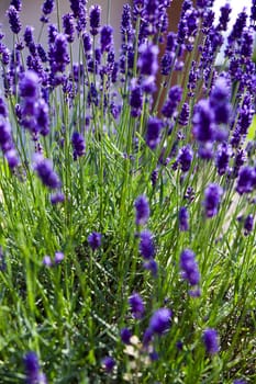Fresh growing lavender in a Formal Garden