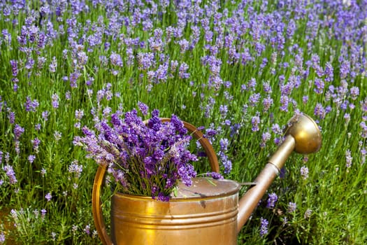 Copper watering can with lavender stands in front of lavender flowers