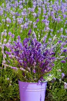Metal bucket with lavender stands in front of lavender flowers