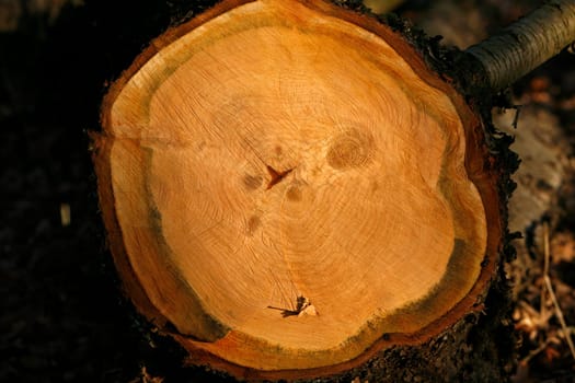 Fallen Tree