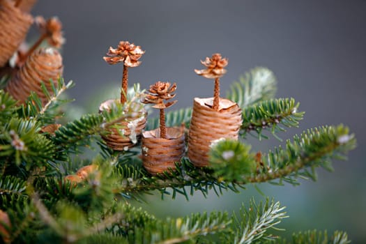 Korean fir