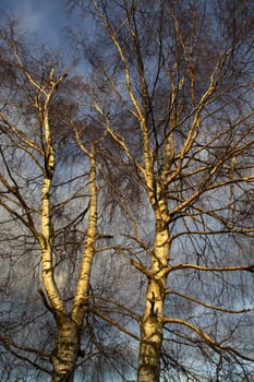 Birches in the evening light