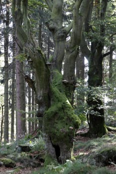 Beech forest on the Lippian Velmerstot