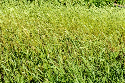 Texture Grass Background Pattern on an Isolated Field