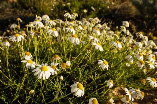 Some Fresh Yellow and White Camomilla Daisy Flowers