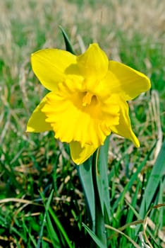Daffodil