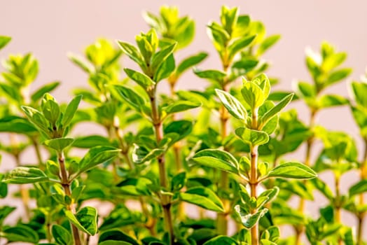 Majoran,Origanum majoranum