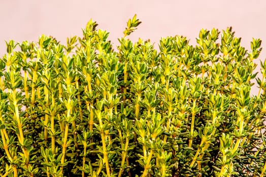 Thyme