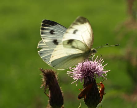 Big cabbage white