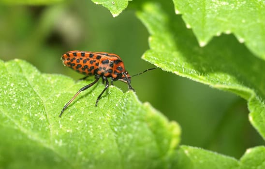 Striped bug