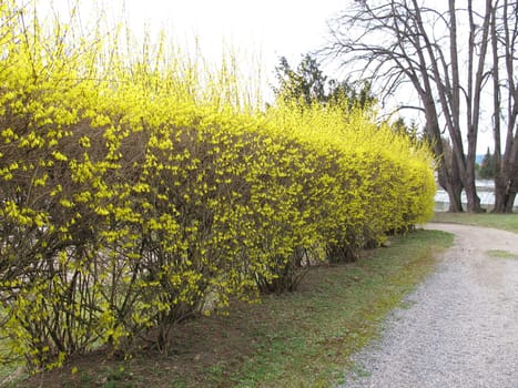 Blooming Forsythia hedge in spring
