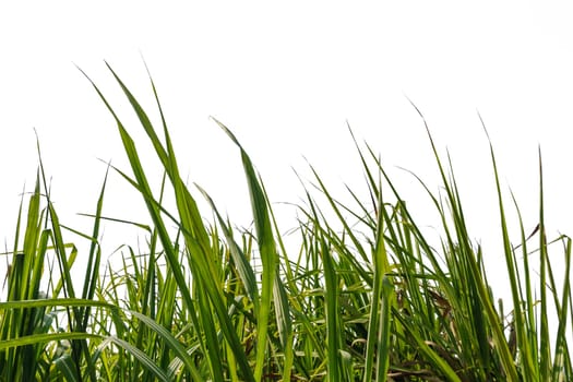 Sugar cane green leaf with isolated on a white background