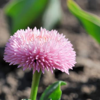 Daisy hybrid