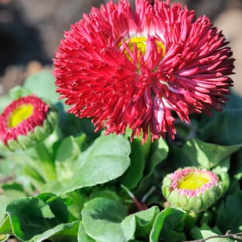 Daisy hybrid