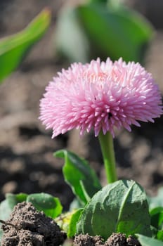 Daisy hybrid