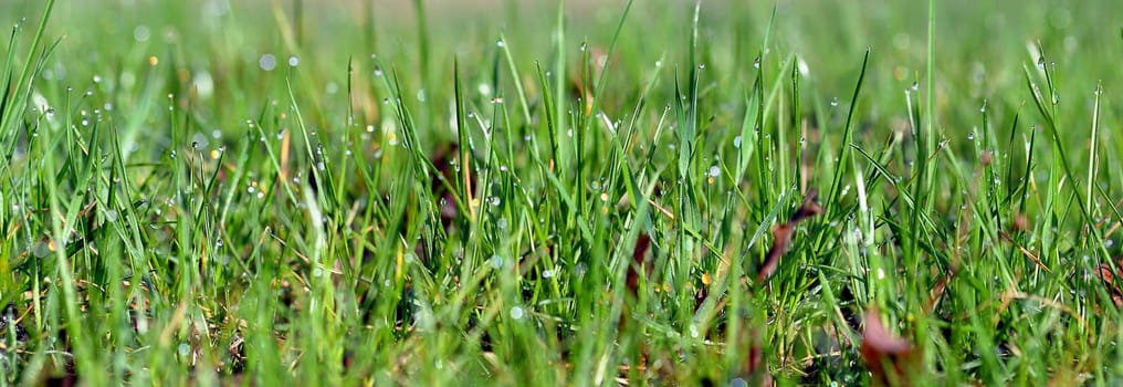 Grass