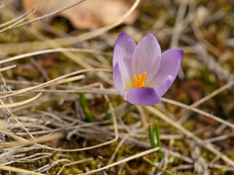 Crocus flower macro in winter
