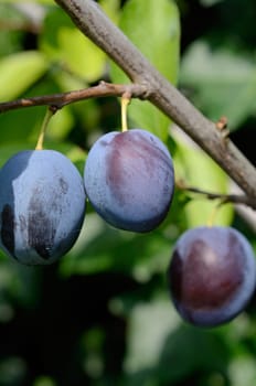 Fresh plum on a tree