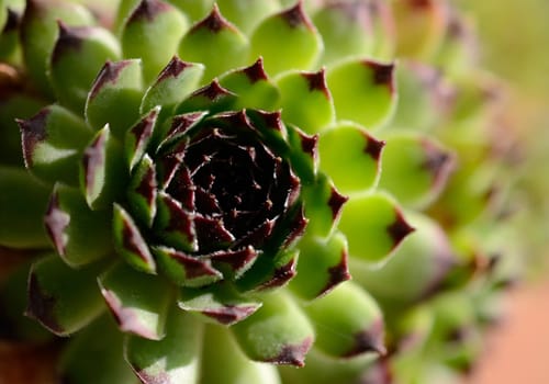 Close up of Houseleek (genus Sempervivum)
