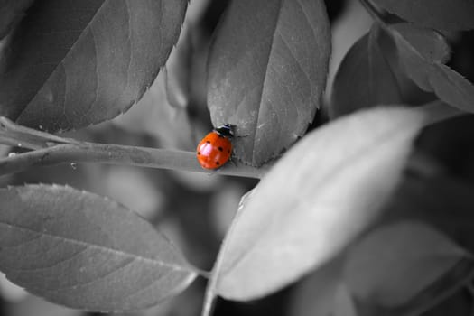 Red ladybug on black and white leaves