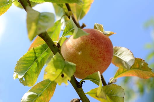 Fresh peaches on a tree