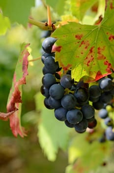 Blue grapes on a vineyard