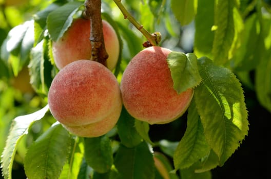 Fresh peaches on a tree