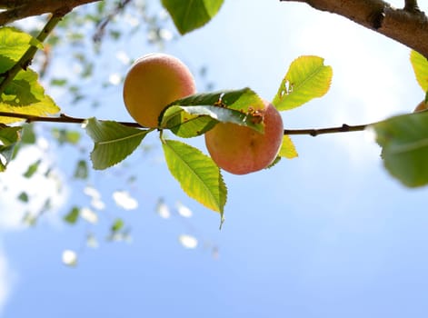Fresh peaches on a tree