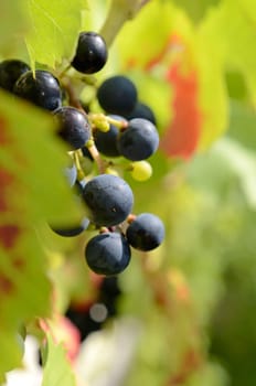 Blue grapes on a vineyard