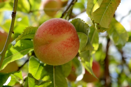 Fresh peaches on a tree