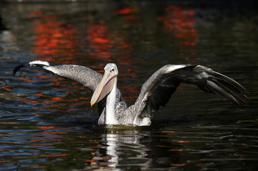 Pelican
