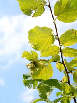Hazelnut tree with fruits